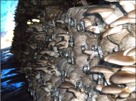 Quy trình sản xuất nấm bào ngư các loại